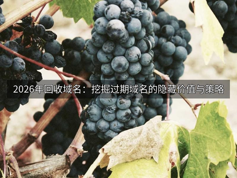 2026年回收域名：挖掘过期域名的隐藏价值与策略